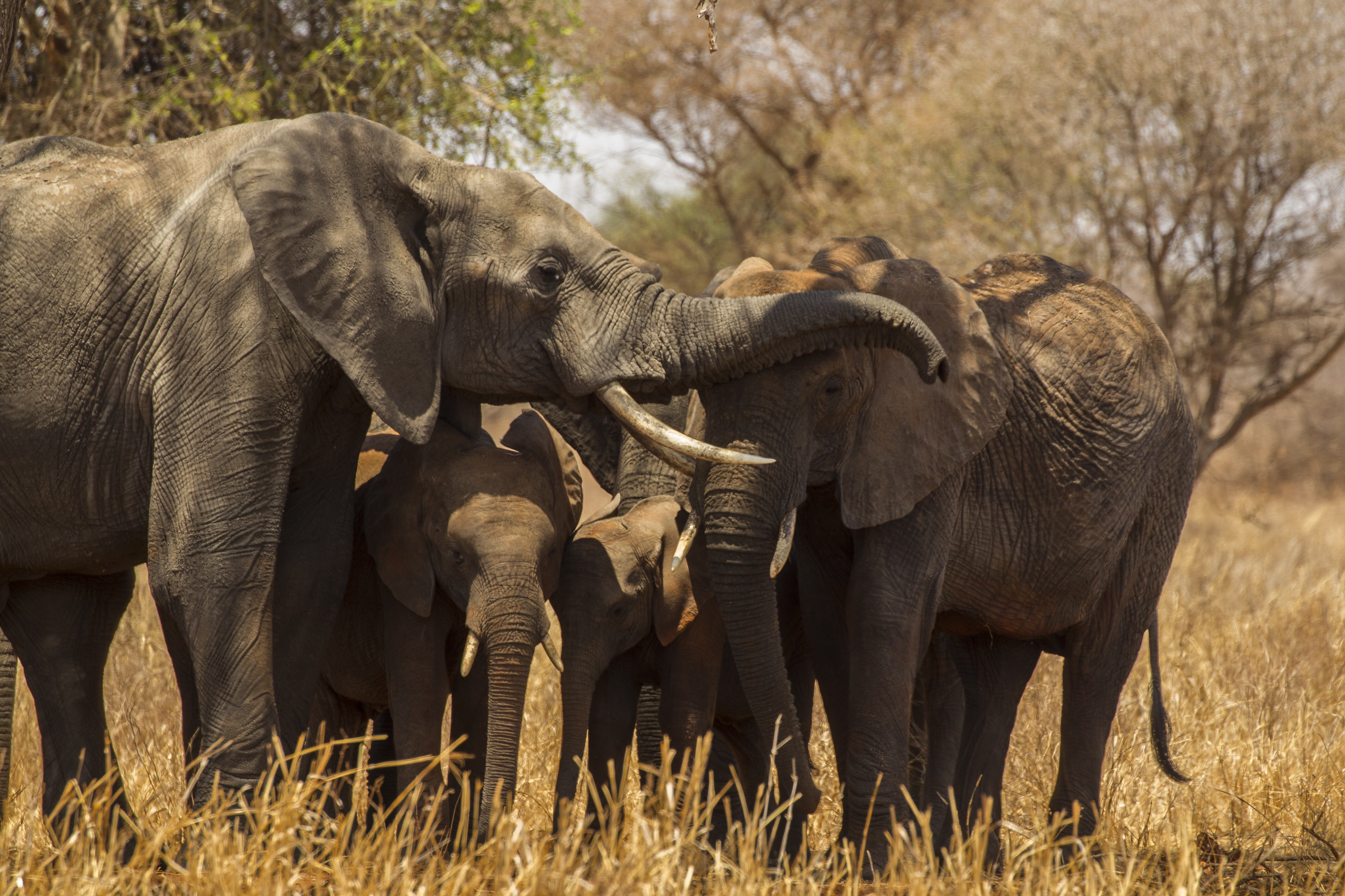 Elephants in Tarangire National Park