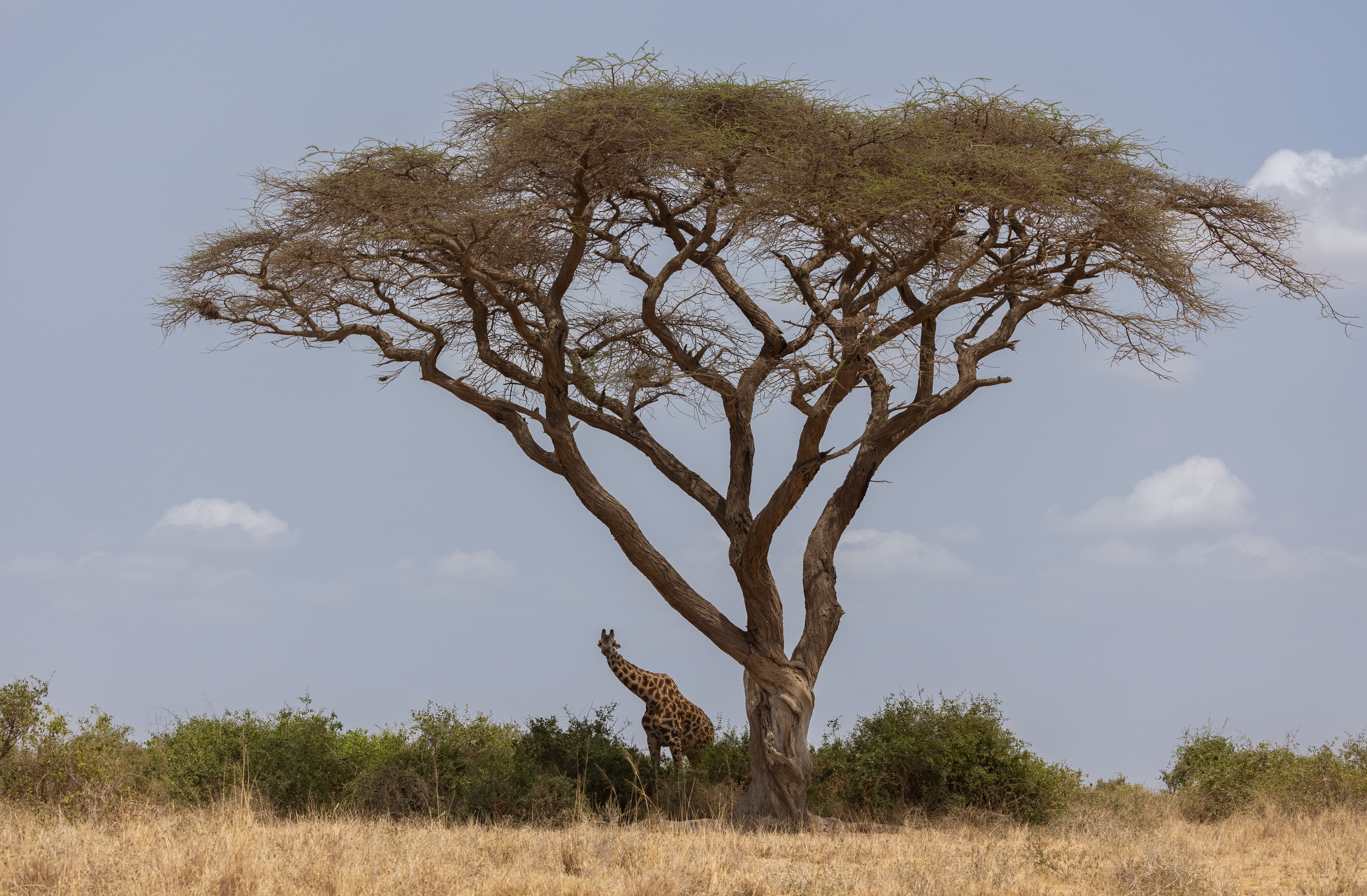 Tarangire full day game drive