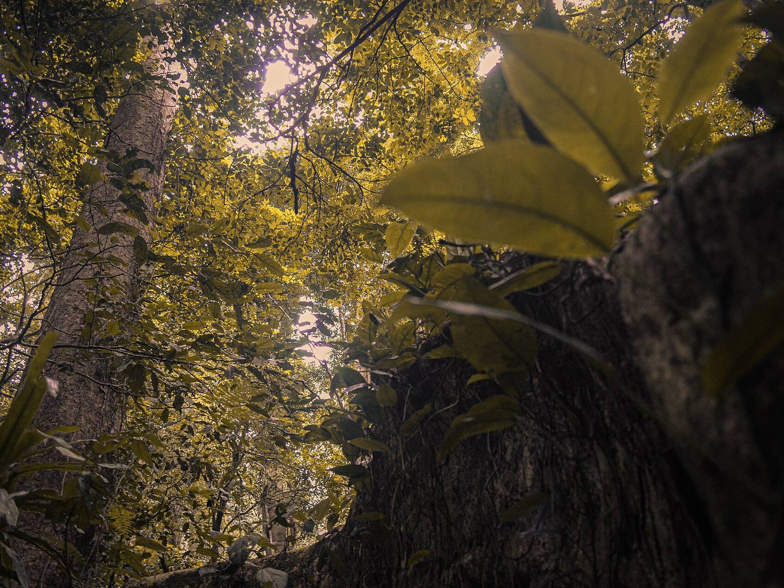 Magamba Rainforest camphor trees, Western Usambara Mountains