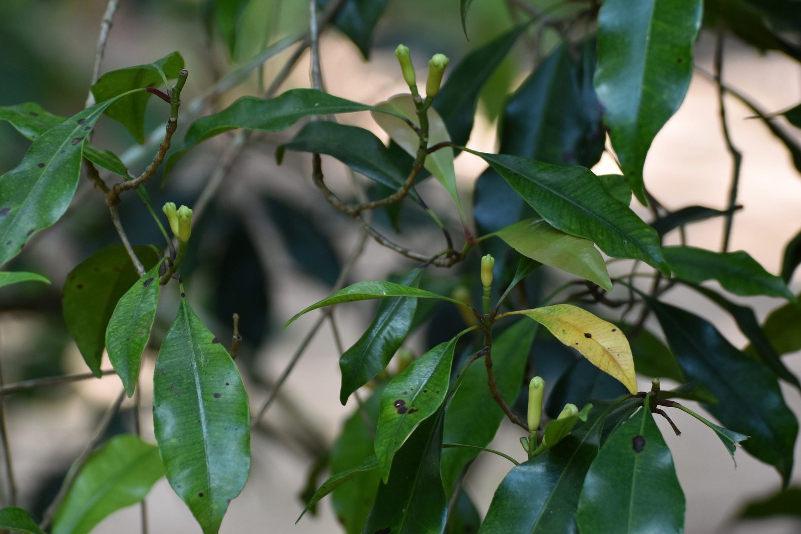 Cloves growing at a Zanzibar spice plantation