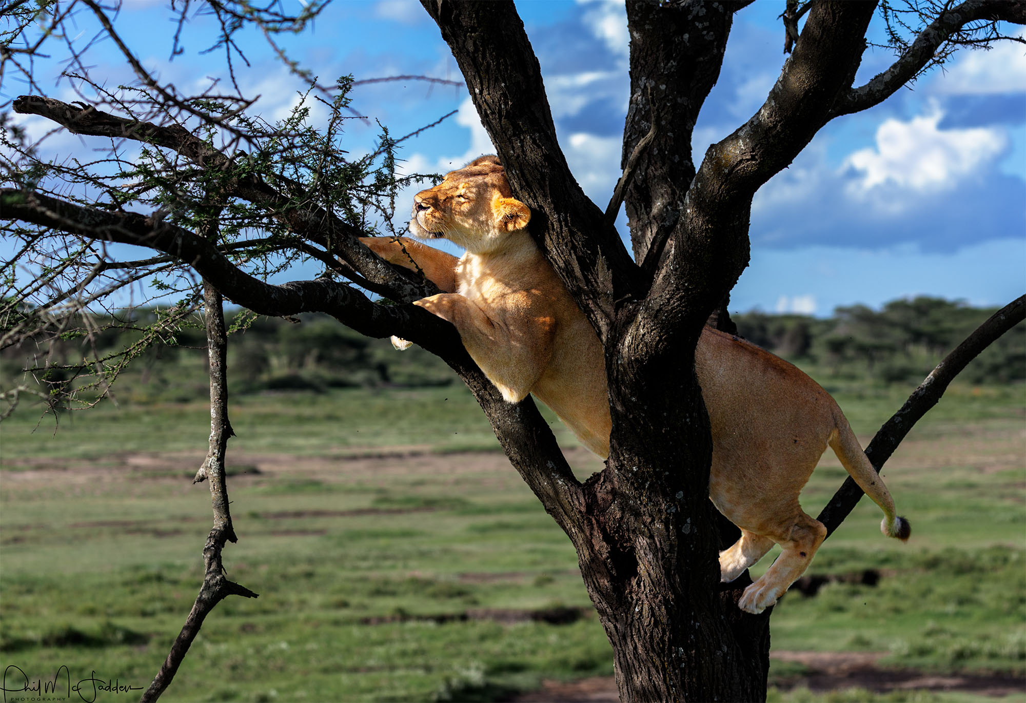 Ngorongoro Crater Safari | Sokwe Africa Safari Adventures